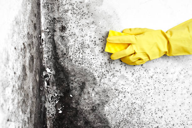 Best Mold Removal for HVAC Installations  in Rainbow Lakes Estates, FL